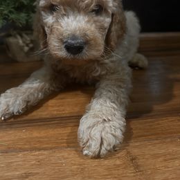 Chocolate Milk - Chocolate male Goldendoodle puppy in Louisburg, North Carolina from Lakes Golden Doodles