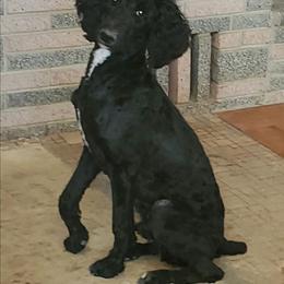 Poodle puppies from Elliott's Elite Puppies
