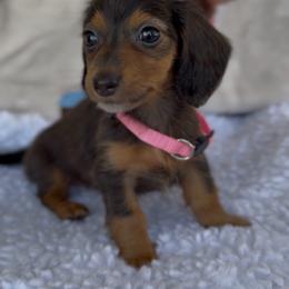 Girl 1 - Gray (blue) and tan female Dachshund puppy in Bakersfield, California from KC Doxies