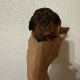 Braxley - Chocolate male Cavalier King Charles Spaniel puppy in Jacksonville, Florida from Lori Van Doorn's Cavalier King Charles Spaniel