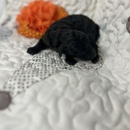 Misty - Silver female Poodle puppy in Poplarville, Mississippi from Southern Belle Poodles
