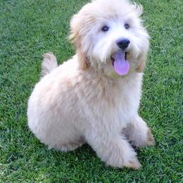 Bernedoodle, Goldendoodle, and Labradoodle Puppies from Apple Creek Doodles