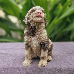 Cheyenne - Merle female Goldendoodle puppy in Centreville, Mississippi from Trin's Designer Doodles