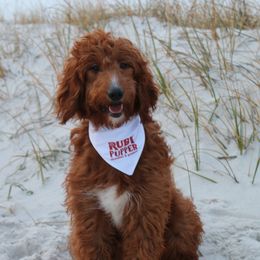 Goldendoodles from Ruby Pupper Doodles