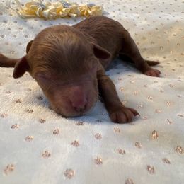 Carrie Underwood - Red  female Goldendoodle puppy in Camden, North Carolina from Oopsie Doodles of NC