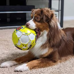 Mars - Australian Shepherd