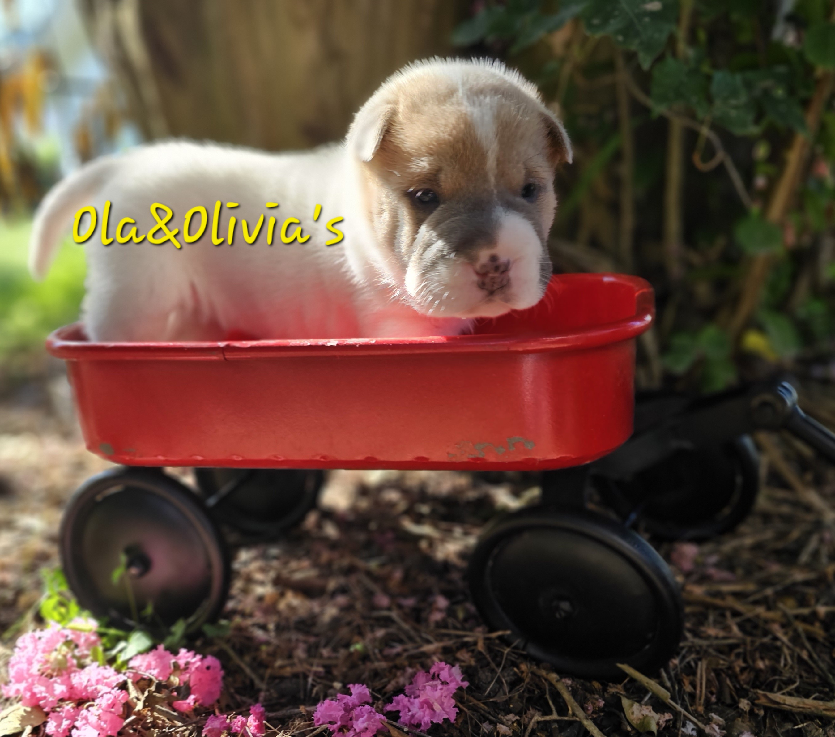 Chinese Shar-Pei Puppies from Zoey's Waggly Tails