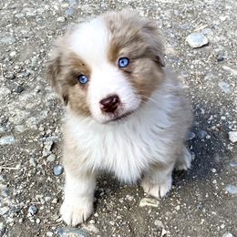 Miniature American Shepherd Puppies from Elite Miniature American Shepherds