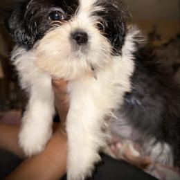 George Of The Jungle - Black and white male Shih Tzu puppy in Suwanee County, Florida from Everlasting Shih Tzu