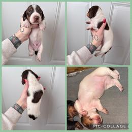 Pie boy 2 - Piebald male Dachshund puppy in Madison, Wisconsin from SK Miniature   Dachshunds