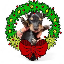 Black and cream male 2 - Black and cream male Dachshund puppy in Medina, Ohio from STORIED DOXIES