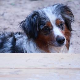 Brittney - Toy Australian Shepherd
