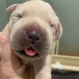 Labrador Retriever Puppies from Alabama English Labs
