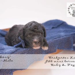 Lord Anothy- blue collar - Black male Bernedoodle puppy in Lexington, North Carolina from Deborah’s Doodles