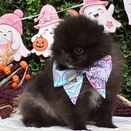 CHAMP - Wolf sable male Pomeranian puppy in Woodbine, Georgia from Walker's Minidachs