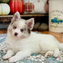 Goose - Merle male Pomsky puppy in Greenville, South Carolina from Thicketty Mountain Pomskies