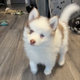 Cinnamon - Red and white female Pomsky puppy in Scandinavia, Wisconsin from Bonnie’s Little Fluffys