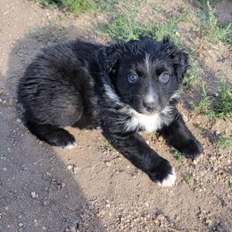 Yin - Black & white male Australian Shepherd puppy in Rush, Colorado from Within The Nile Aussies LLC