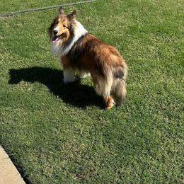 Bandit - Shetland Sheepdog