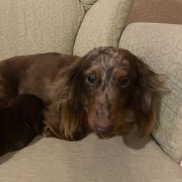 Nala - Dachshund
