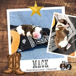 Mack - Liver and white male English Springer Spaniel puppy in Albany, Minnesota from Farm Fresh Labradors & English Springers