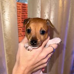 Pup C - White and tan female Toy Fox Terrier puppy in Clermont, Florida from Debbie Hiles's Toy Fox Terriers