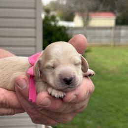 Seraphina- (burning with love) - Cream female Dachshund puppy in Murfreesboro, Tennessee from Kimbrie's Dream Cream Doxies
