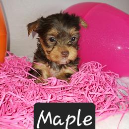 Maple - Chocolate, tan and white Yorkshire Terrier puppy in Newport News, Virginia from Ty-Shea Designs Yorkies and More LLC