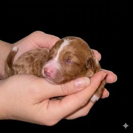 Darcy - Apricot male Goldendoodle puppy in Milton, Florida from Sutton Place Doodles