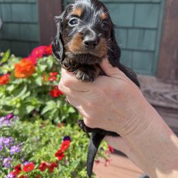 Boy 3 - Black and tan male Dachshund puppy in Gouverneur, New York from Dack Dachshunds