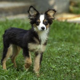 Flash - Black tri male Toy Australian Shepherd puppy in Franklinville, North Carolina from Fine Hill Miniature Americans
