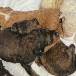 Bernedoodles and Goldendoodles from Big Island Goldendoodles