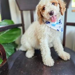 Moose - Brown and white male Bernedoodle puppy in Wagener, South Carolina from Noble Friend Breeders LLC