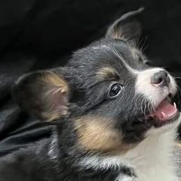 Girl 3 - Black and tan Pembroke Welsh Corgi puppy in Clarksdale, Missouri from Conley Pembroke Welsh Corgis