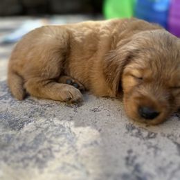 Golden Retriever Puppies from Golden Wiggle Retrievers
