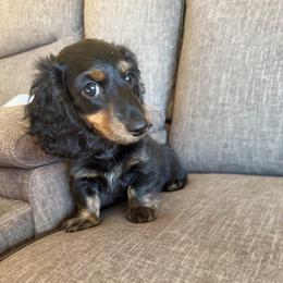Nellie - Black and tan female Dachshund puppy in Tonopah, Arizona from Brandie's Dachshunds