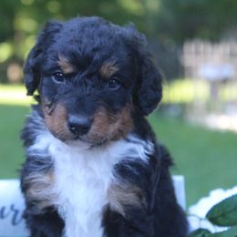 Aussiedoodle Puppies from Old Mills Aussiedoodles
