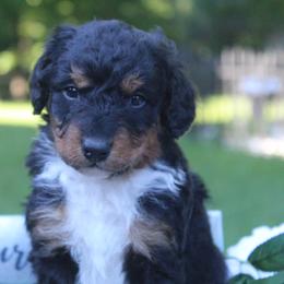 Aussiedoodle Puppies from Old Mills Aussiedoodles