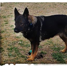Freya - German Shepherd
