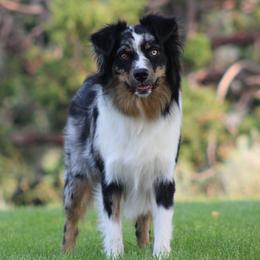 Eden - Australian Shepherd