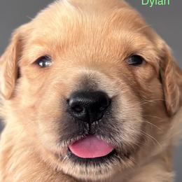 Dylan - Golden male Golden Retriever puppy in Vail, Arizona from Retrievers Gold AZ