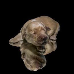 Sierra - Golden female Golden Retriever puppy in Palmdale, California from AmazingK9s