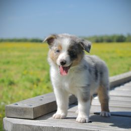 Australian Shepherd Puppies from Real McCoy Australian Shepherds