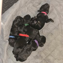 Cocker Spaniel Puppies from Classy Cockers of Wake Forest