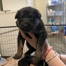 Anise - Black and tan female German Shepherd puppy in Colorado Springs, Colorado from Forest Home Shepherds