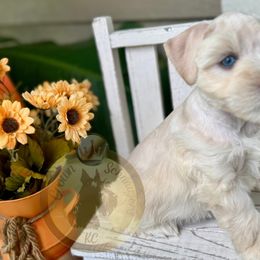 Finn - Wheaten male Miniature Schnauzer puppy in Independence, Missouri from Crown Schnauzers KC