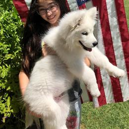 Samoyed Puppies from Pyles Of Smiles