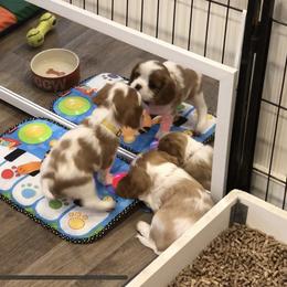 Cavalier King Charles Spaniel Puppies from Streffield Cavaliers