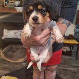 Sweetpea - Piebald female Dachshund puppy in Gordon, Georgia from Long Dogs Yellow Farm