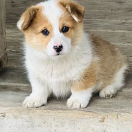Pembroke Welsh Corgi All Grown Up from Newton Hay & Cattle